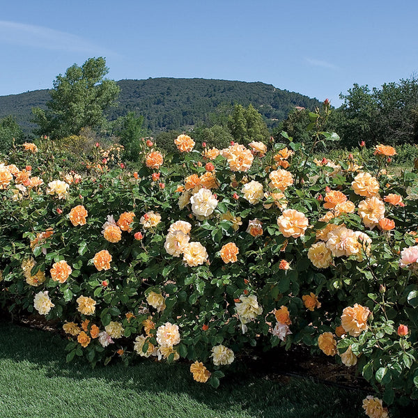 Tequila® Bare Root Rose Bush