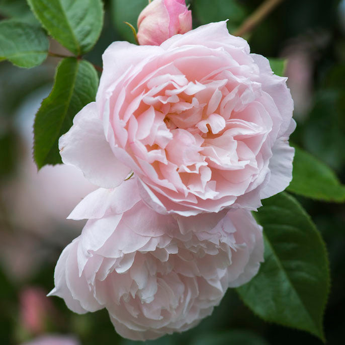 David Austin Roses The Generous Gardener