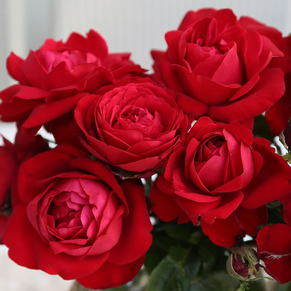 Tiamo™  Bare Root Rose Bush