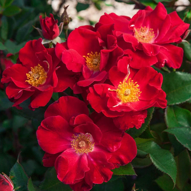 Top Gun™ Potted Rose Bush
