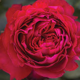 Close-up of a vibrant red rose with a blurred green background