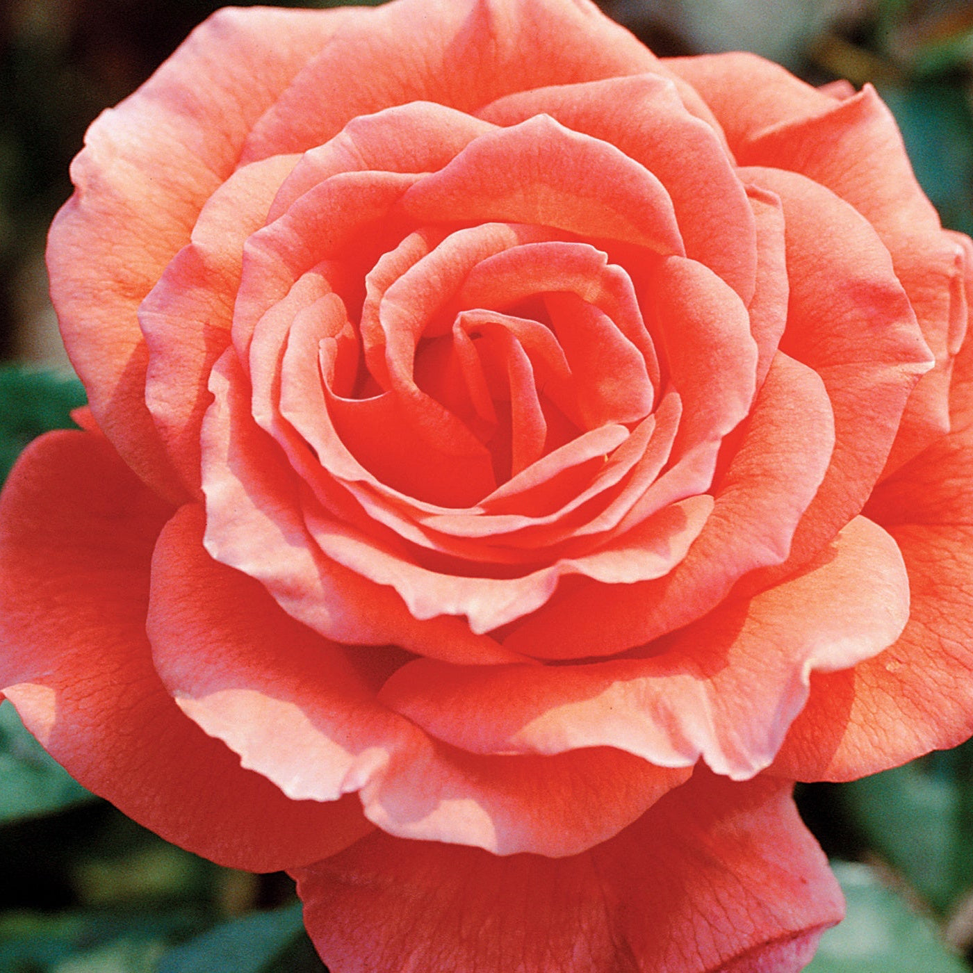 Close-up of a pink rose with green leaves in the background