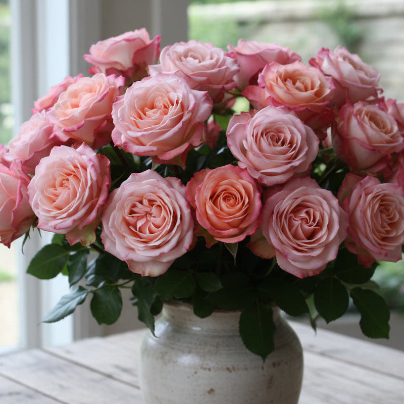 Yves Piaget Potted Rose Bush | Pink Fragrant Rose Bush | Grace Rose Farm