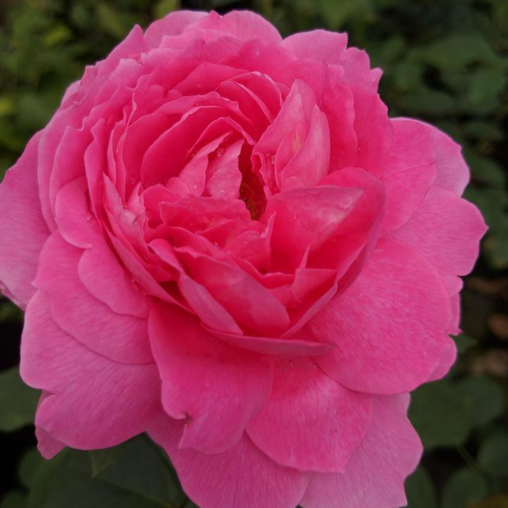 True Bloom Roses® True Inspiration™ Bare Root Rose Bush