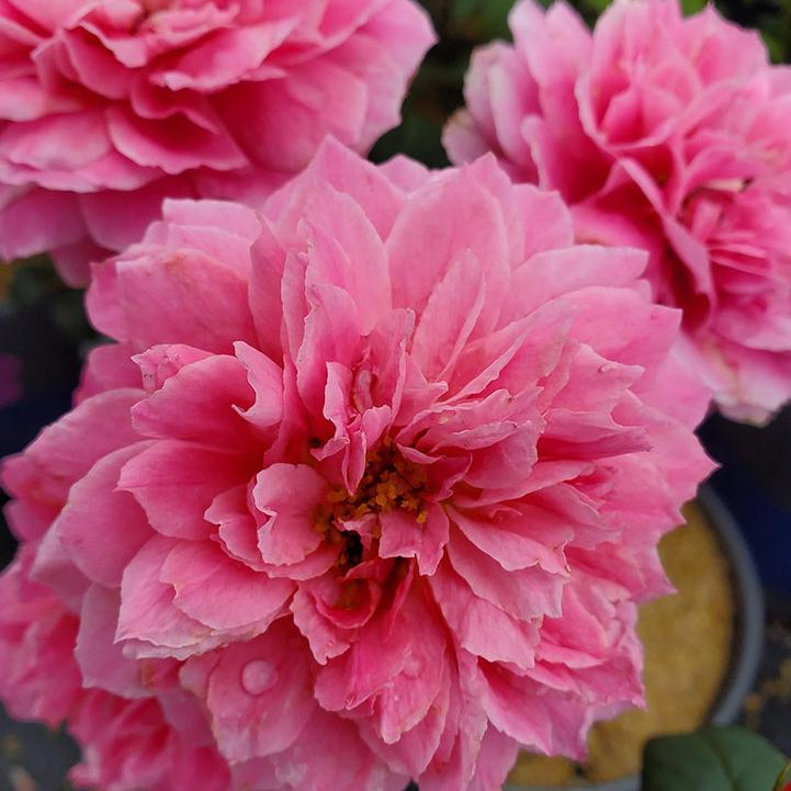 True Bloom Roses® True Inspiration™ Bare Root Rose Bush