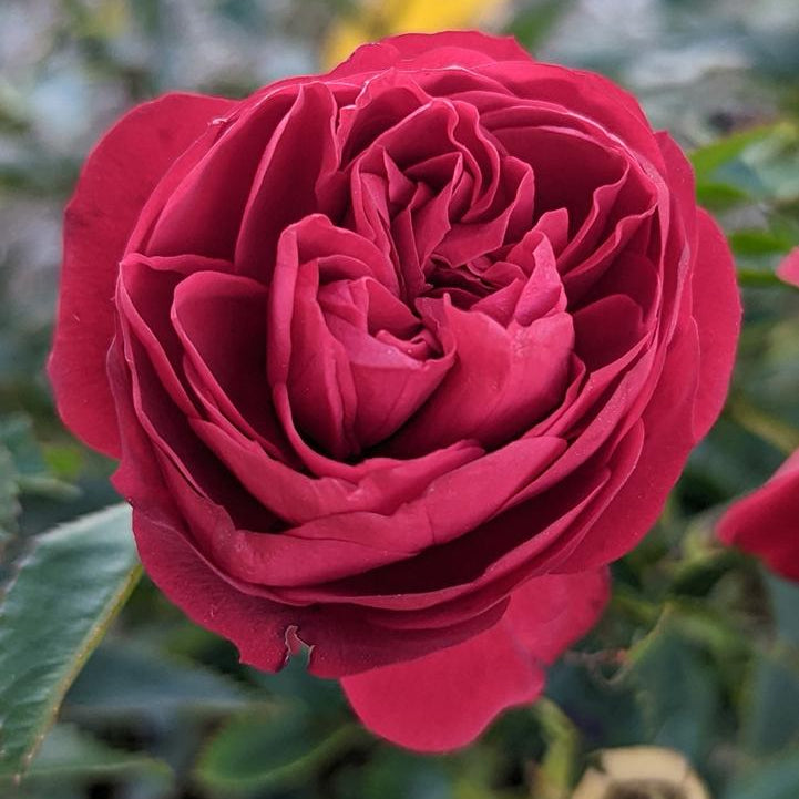 True Bloom Roses® True Love™ Bare Root Rose Bush