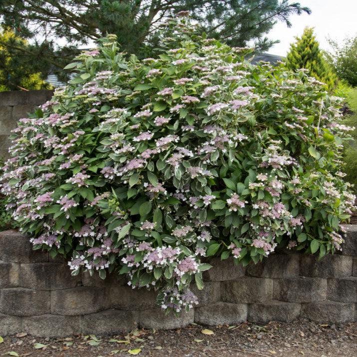 Hydrangea First Editions® Light-O-Day® Potted Hydrangea Plant