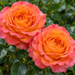 Coral or Orange Roses