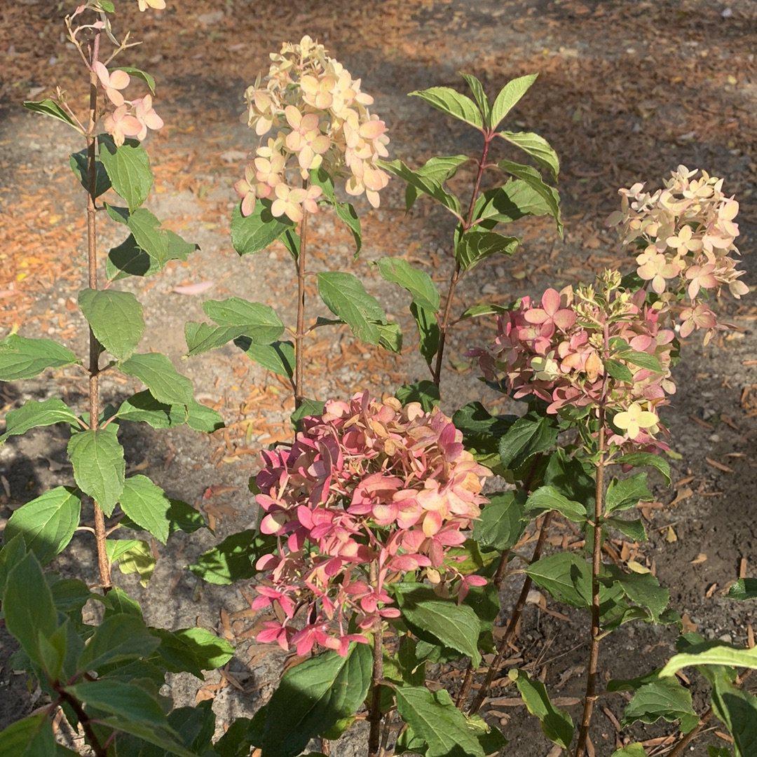 Proven Winners® Limelight Prime® Hydrangea Potted Hydrangea
