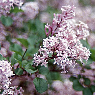 Paliban Dwarf Korean Bare Root Lilac Bush