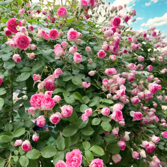Bouquet of pink roses with green leaves against a blue sky.
