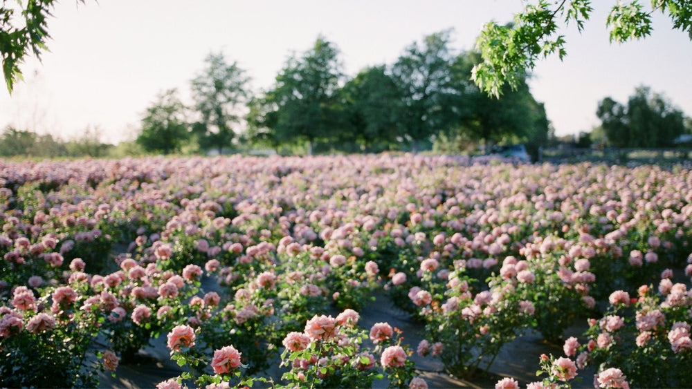 Rose Farm Florida at Elsie Tucker blog