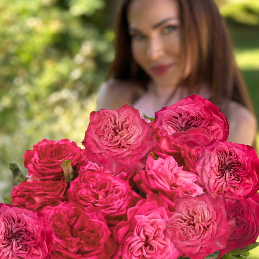 Sheffield Park Potted Rose Bush
