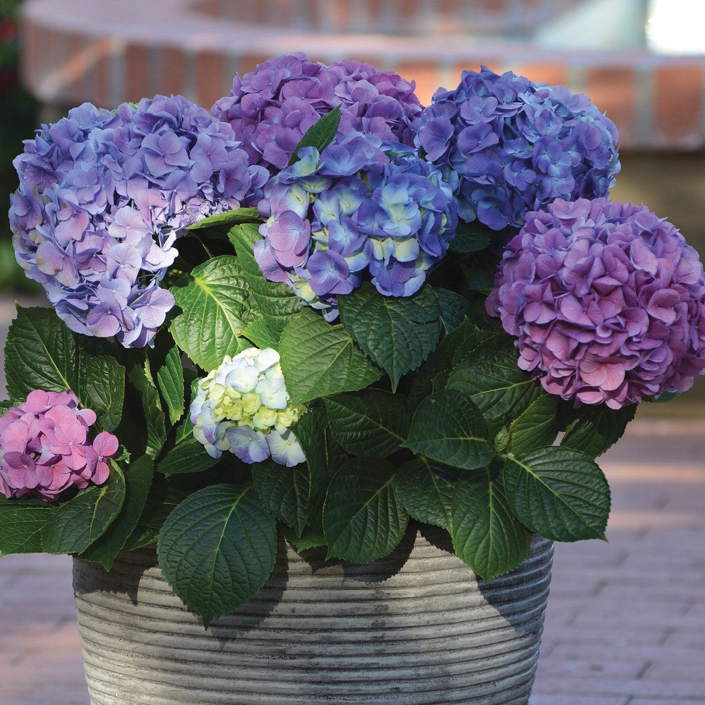 Hydrangea 'Lindsey Ann' - LA Dreamin'® Potted Hydrangea Bush