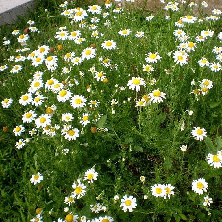 Chamaemelum nobile  - Roman Chamomile