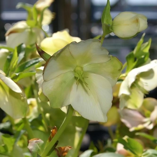 Hellebore Royal Heritage™ Potted Lenten Rose Plant