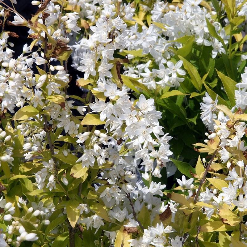 Proven Winners® Deutzia Chardonnay Pearls® Potted Deutzia Bush
