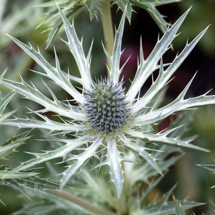 Sea Holly Big Blue Potted Sea Holly Plant
