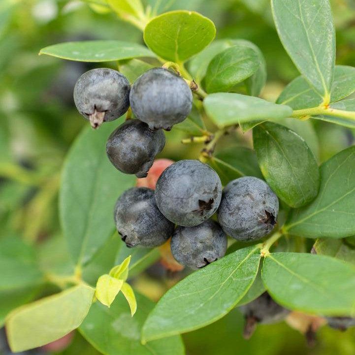 Blueberry Bushel & Berry® Sapphire Cascade®  Cascading Potted Blueberry Plant
