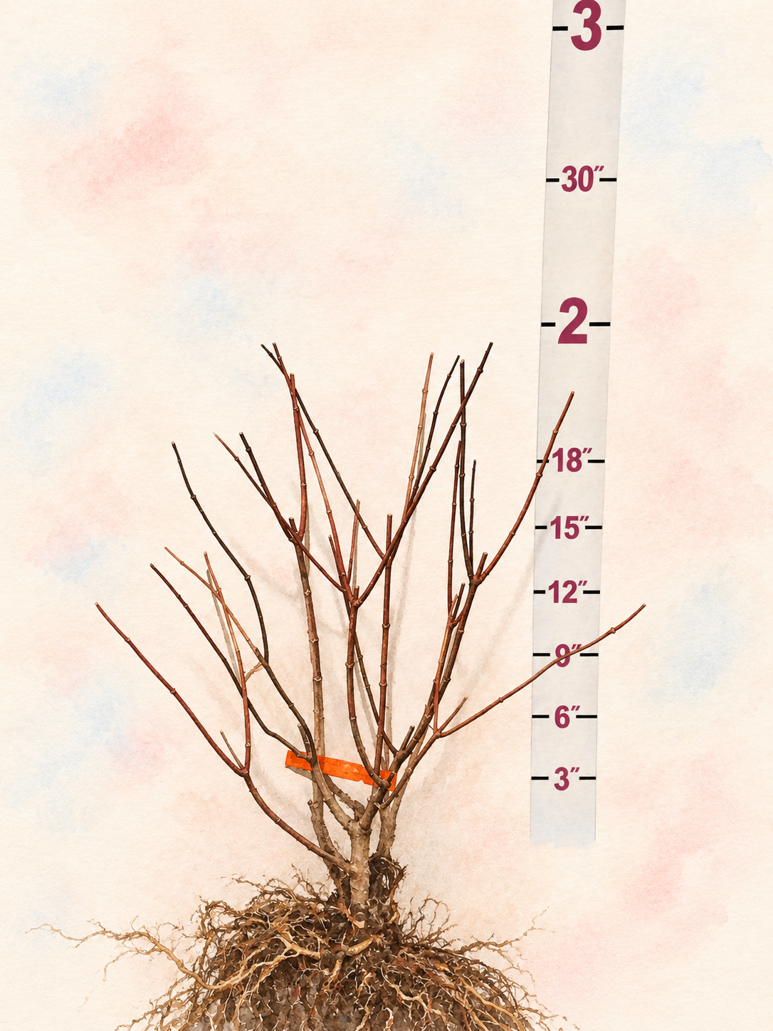 First Editions® Vanilla Strawberry Panicle Hydrangea Bare Root Hydrangea Bush
