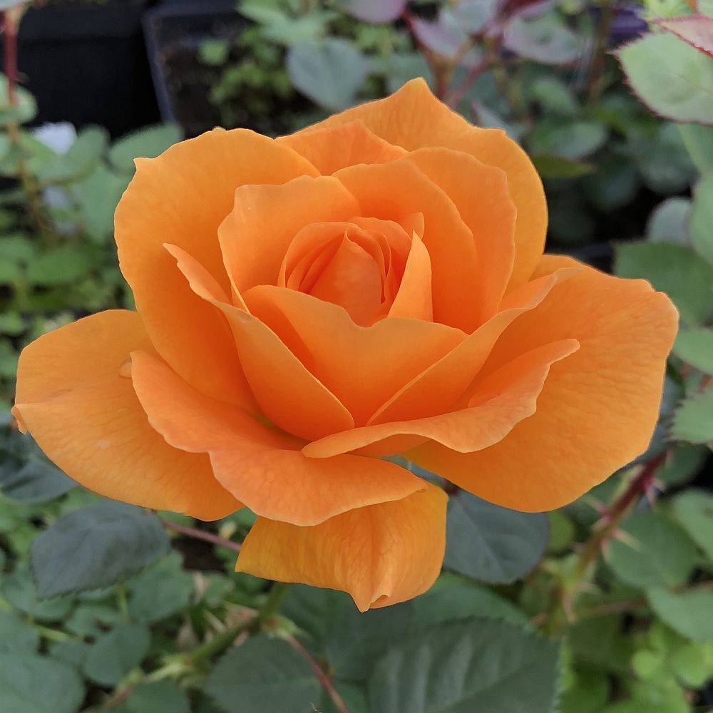 Vavoom Bare Root Rose Bush