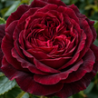 Burgundy Roses