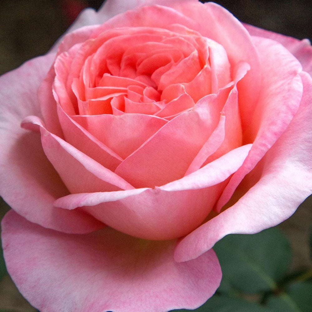 Bare Root Roses | Climbers & Budded Varieties | Grace Rose Farm