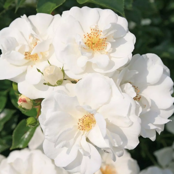 Vigorosa® Innocencia Bare Root Rose Bush