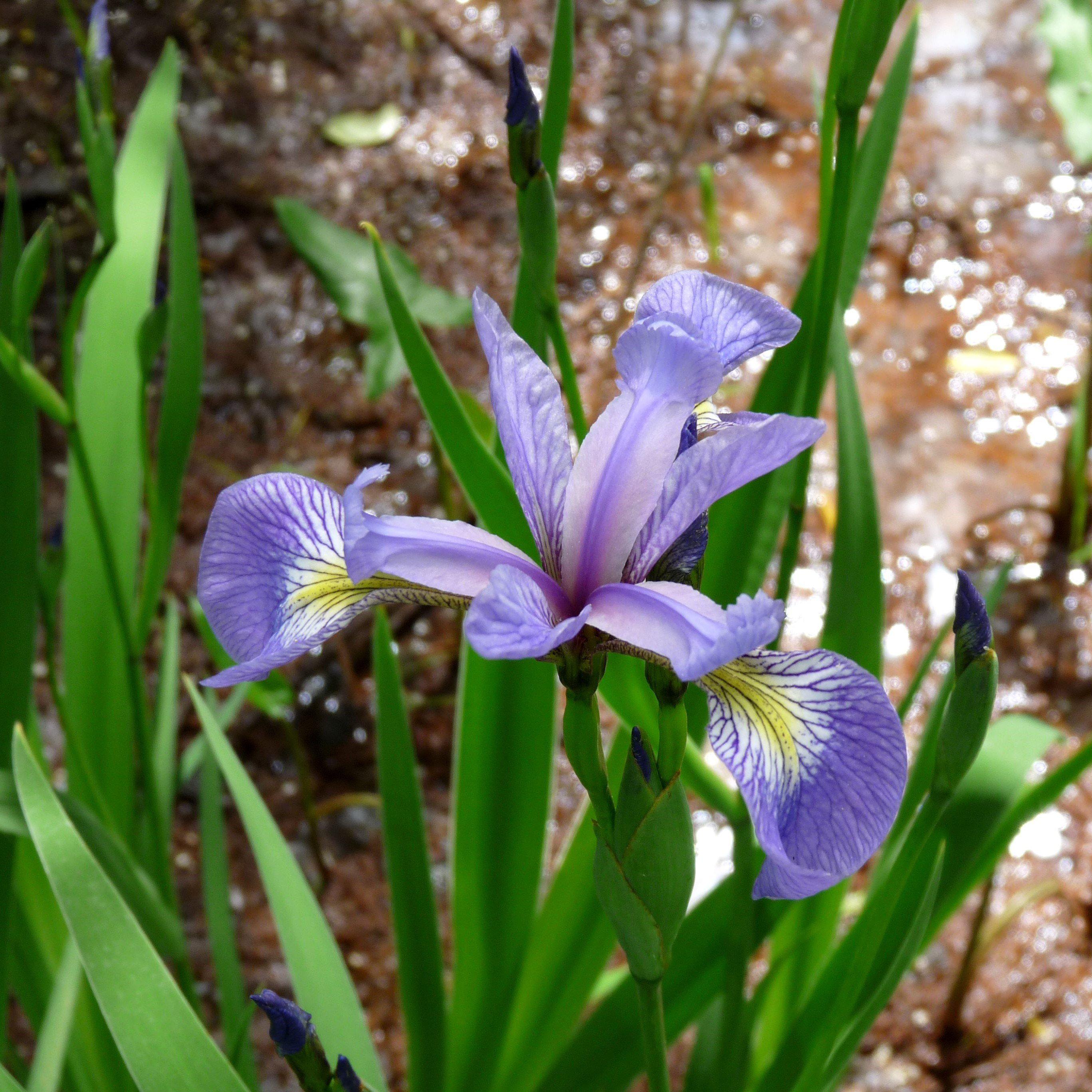 Iris versicolor Potted Blue Flag Iris Plant