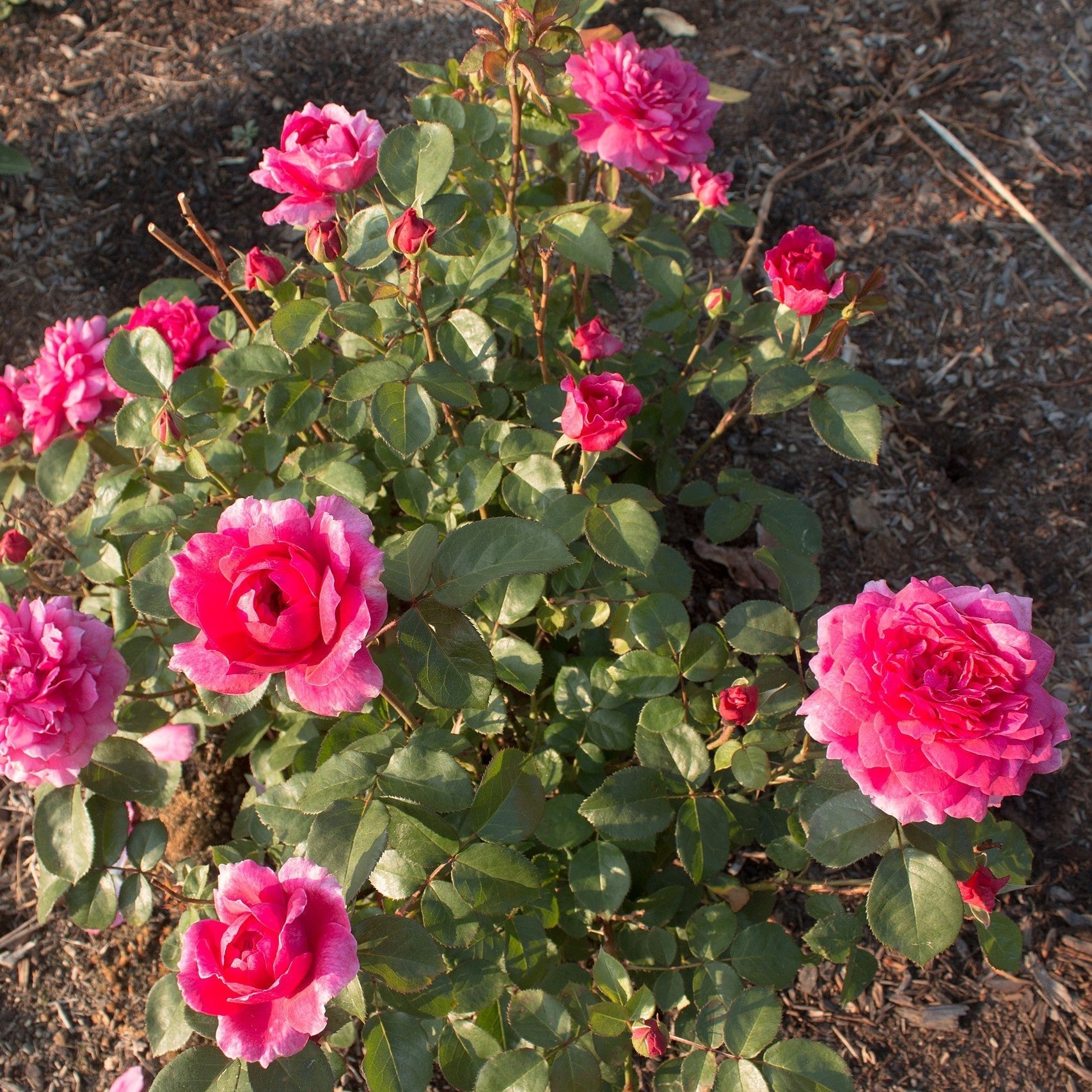 Sophys Rose | David Austin Red Rose | Grace Rose Farm