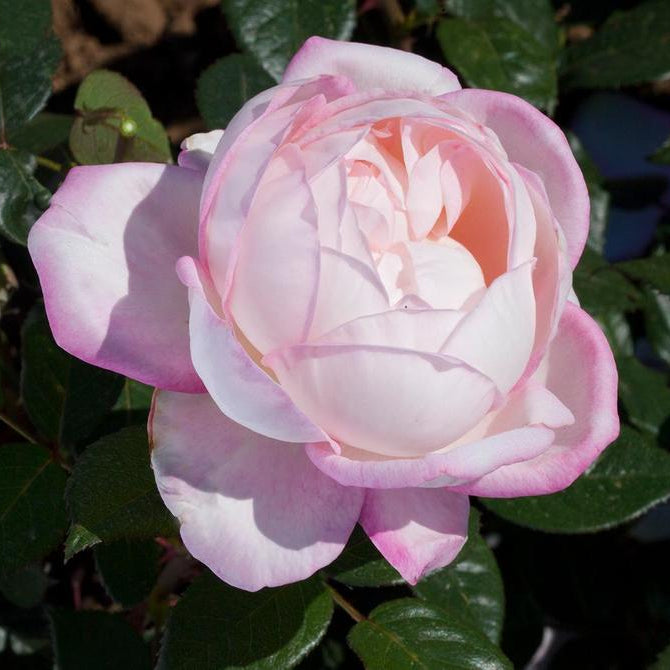 Best Kept Secret Rose | Fragrant Hybrid Tea Rose | Grace Rose Farm