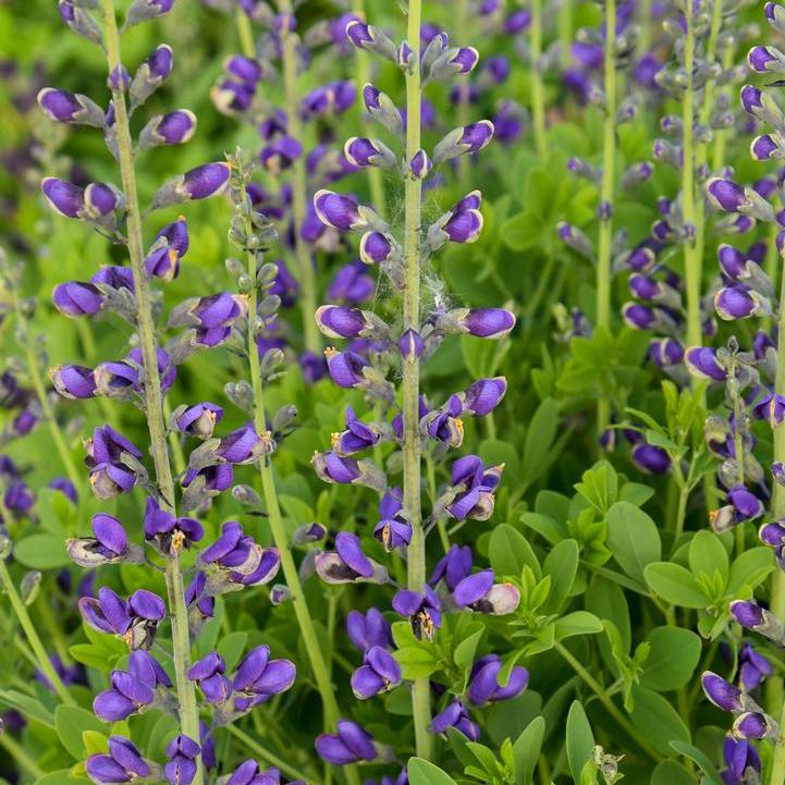 Proven Winners® Baptisia Decadence® Periwinkle Popsicle Potted False Indigo Plant