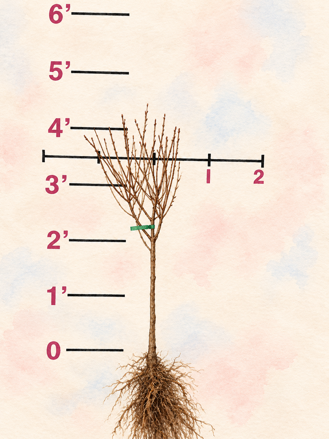 Proven Winners® Limelight Panicle Hydrangea Bare Root Hydrangea TREE