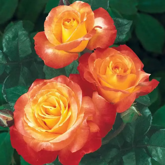 Chihuly® Bare Root Tree Rose