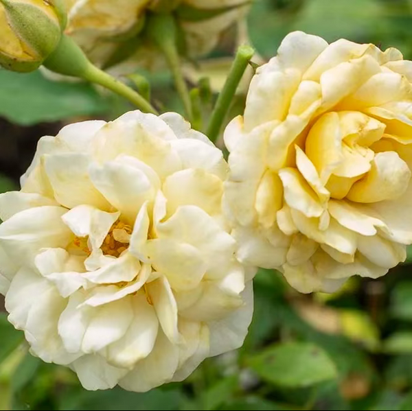 Buttercream Drift Potted Rose Bush | Cream Groundcover Rose