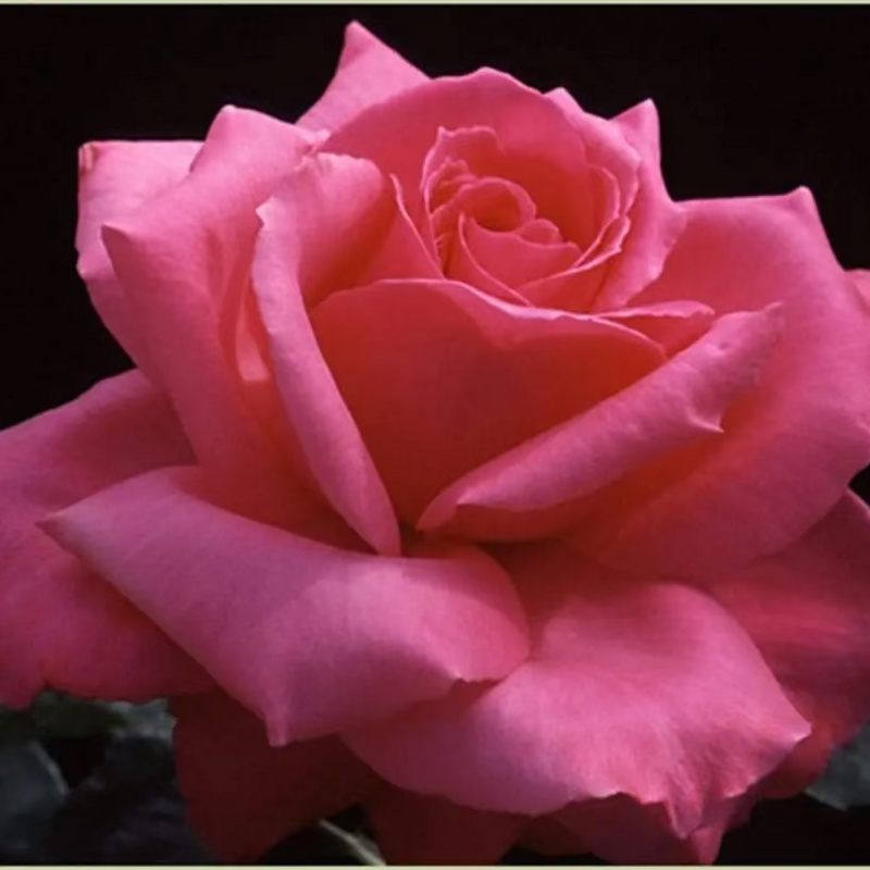 Electron Potted Rose Bush