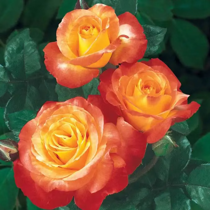 Chihuly® Potted Rose Bush