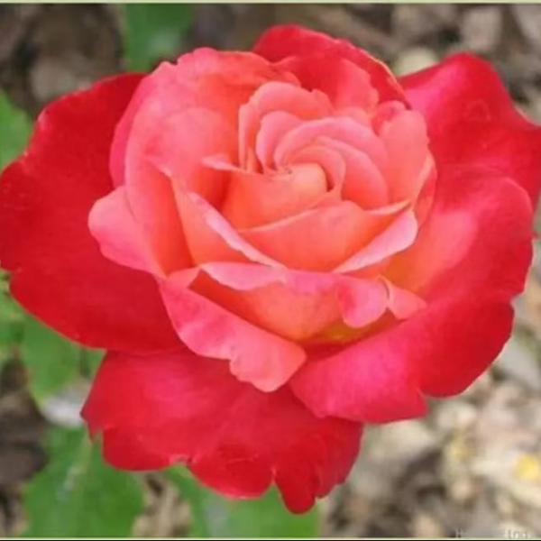 Mon Cheri™ Potted Rose Bush