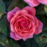 Miss Manners™ Potted Tree Rose