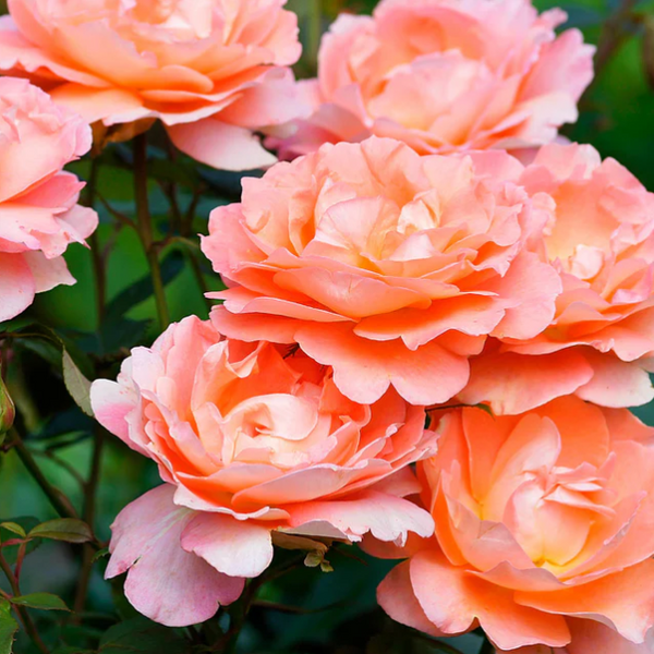 Westerland™ Bare Root Rose Bush