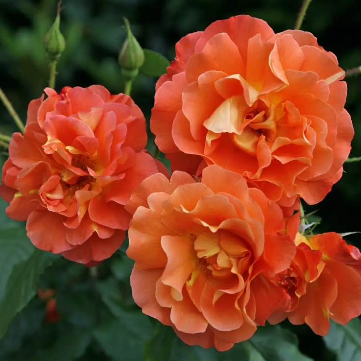 Westerland™ Bare Root Rose Bush