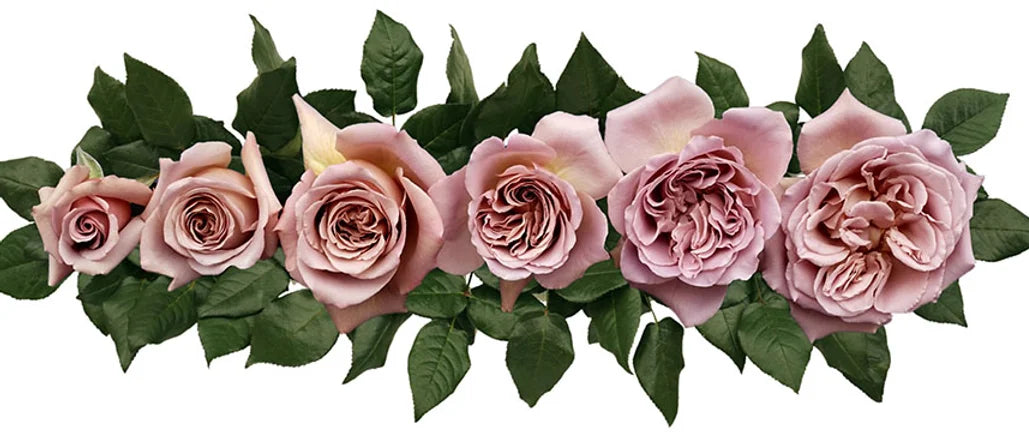 Cafe Latte® Bouquet