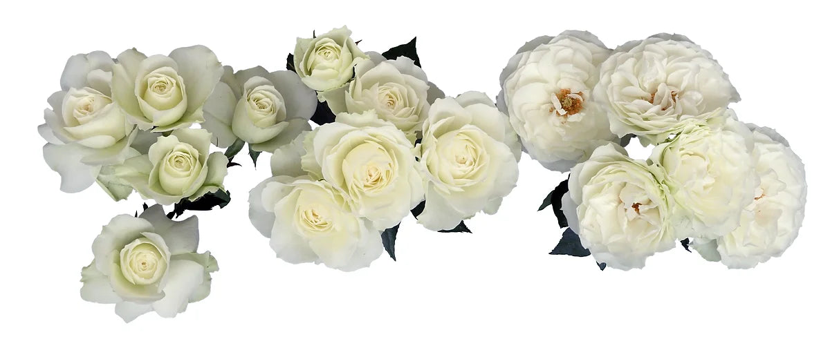 Blanche® Spray Rose Bouquet