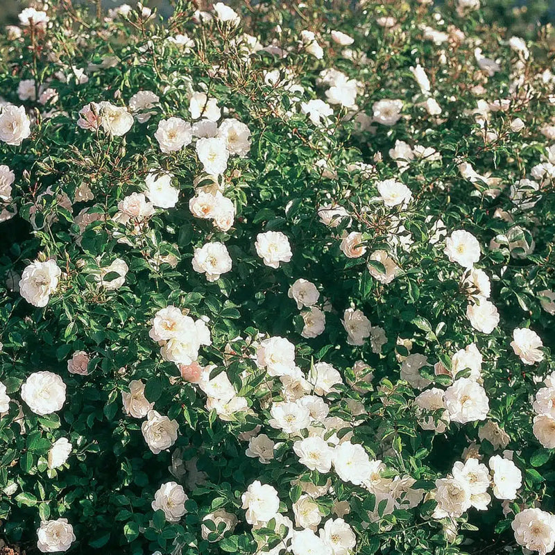 White Dawn Potted Climbing Rose