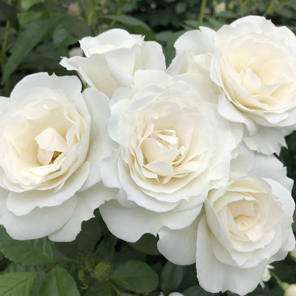 Veranda® White  Bare Root Rose Bush