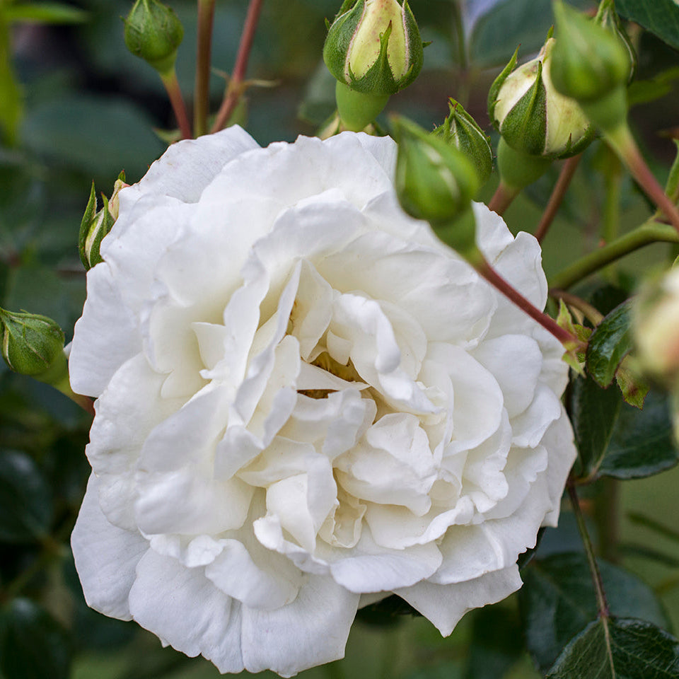 White Dawn® Potted Rose Bush