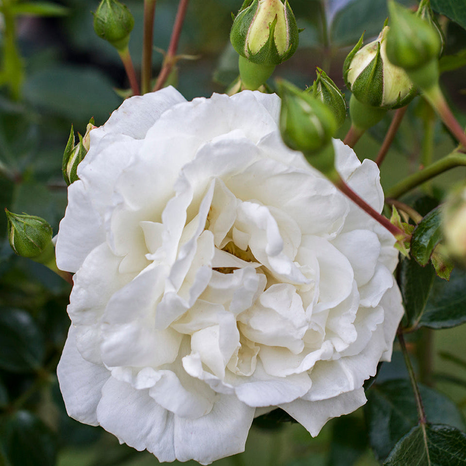 White Dawn Potted Climbing Rose