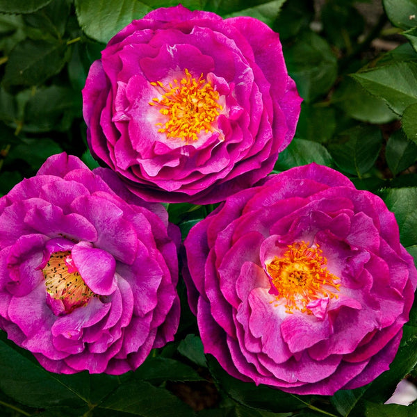 Three vibrant pink flowers with yellow centers on a green leafy background