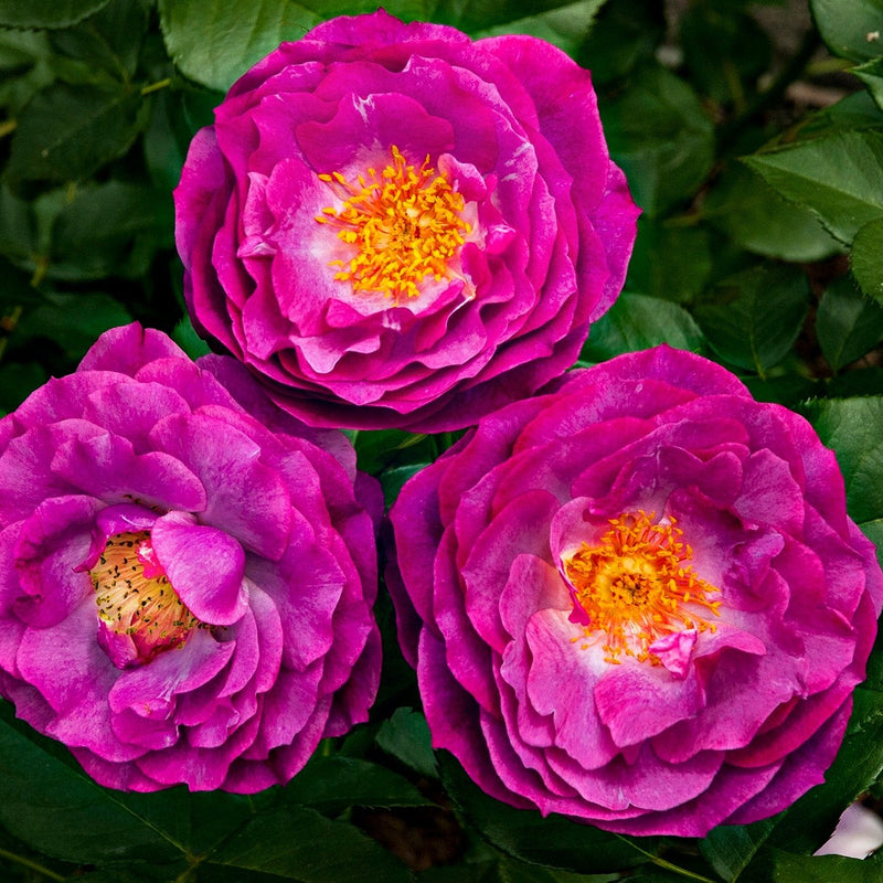 Three vibrant pink flowers with yellow centers on a green leafy background