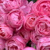 William P.J. McCarthy Bare Root Rose Bush